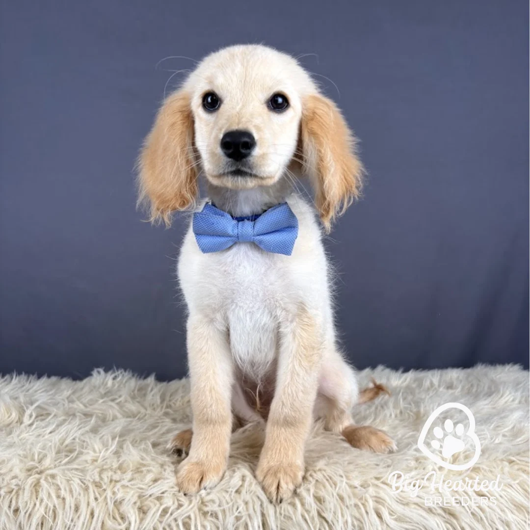 Mr. Smee, Mini Golden Retriever puppy wearing blue collar