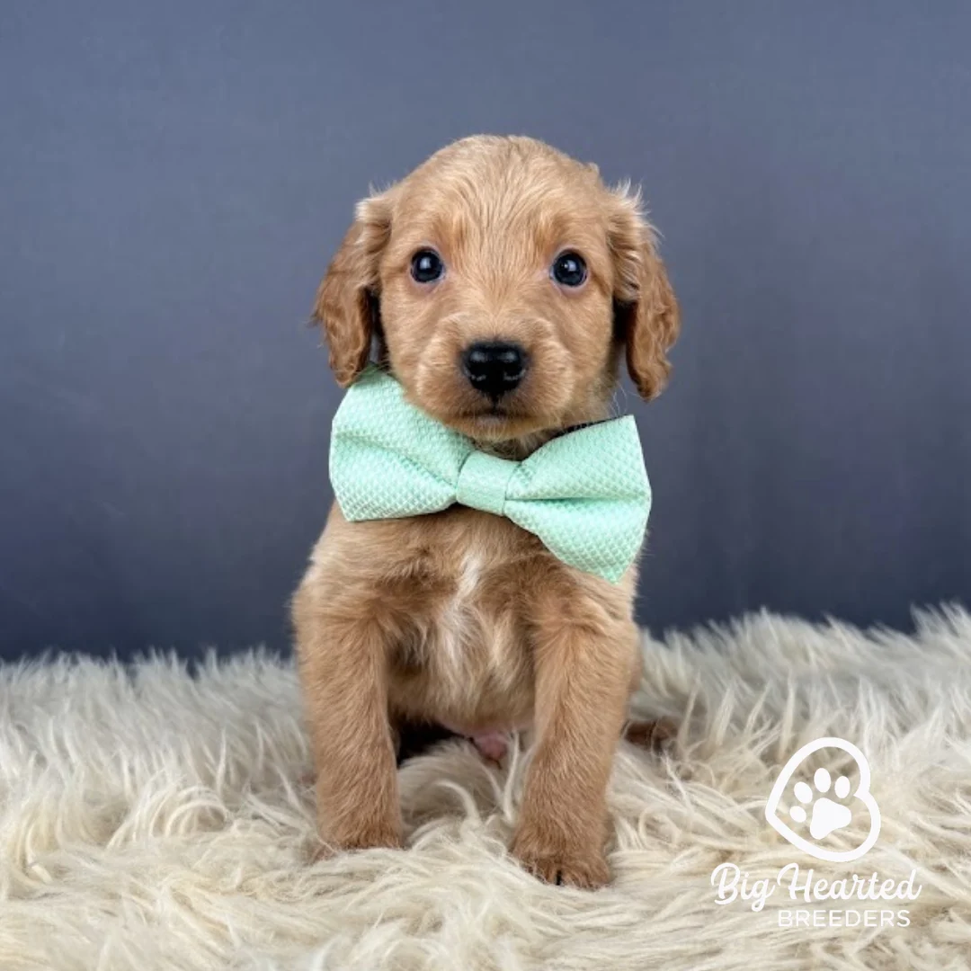 Rocket Rocket, Mini Golden Retriever puppy wearing light green collar