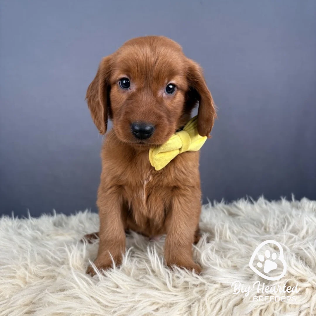 Rocky, Mini Golden Retriever Puppy, Big Hearted Breeders