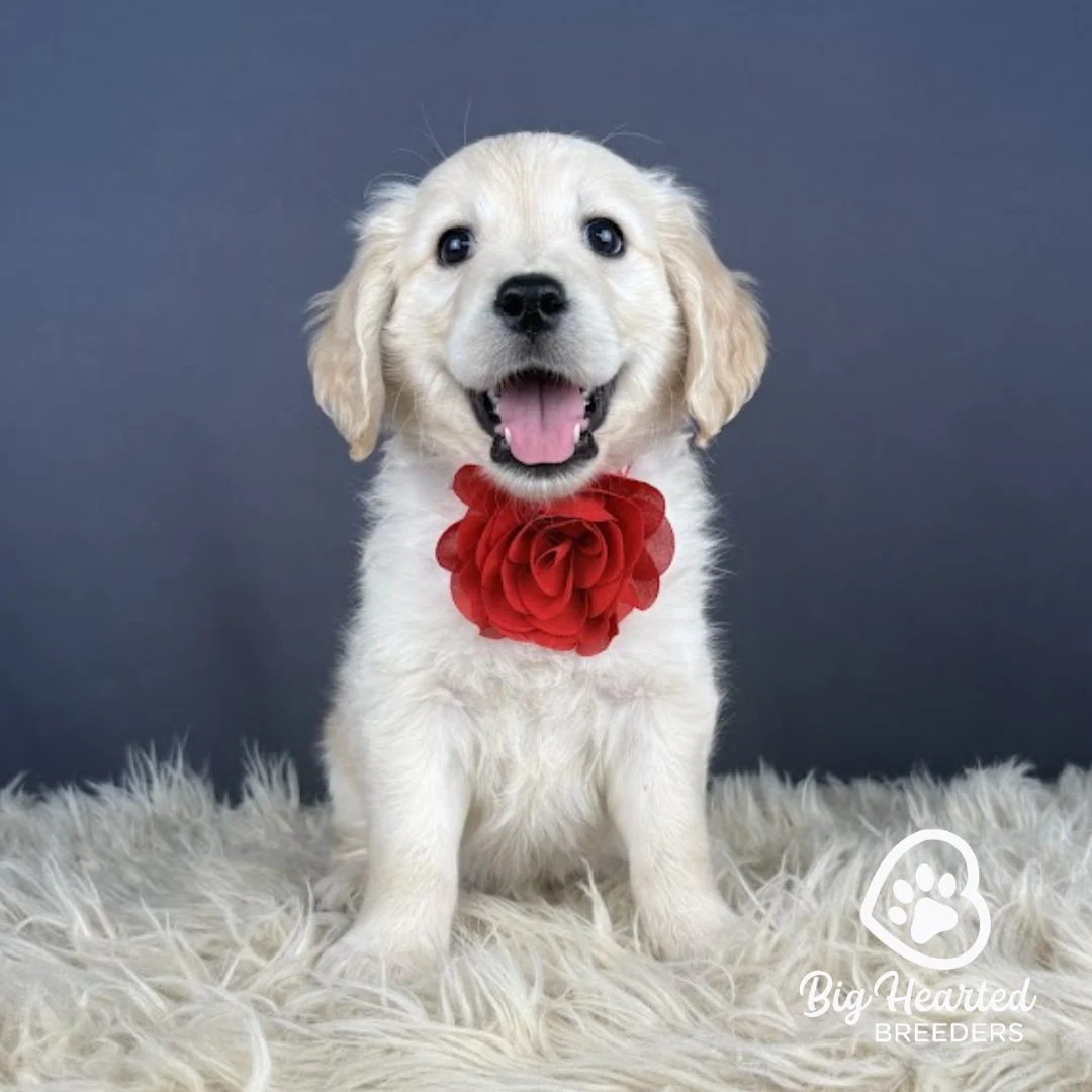 Sadie, Mini Golden Retriever Puppy, Big Hearted Breeders