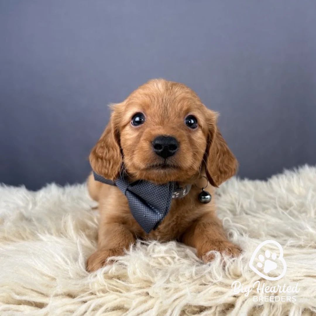 Shield Shield, Mini Golden Retriever puppy wearing grey collar