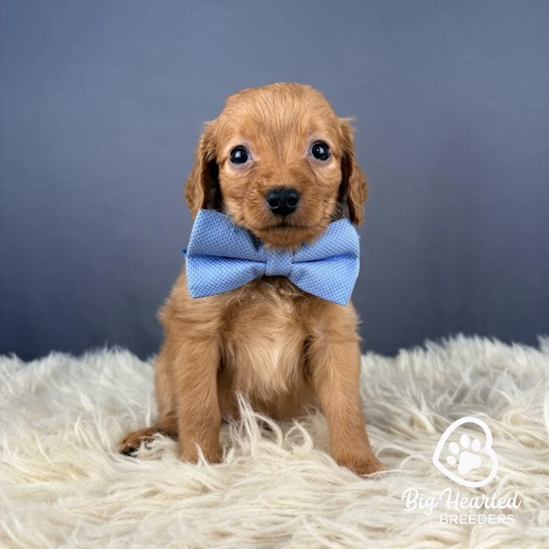 Storm Mini Golden Retriever puppy Storm wearing blue collar