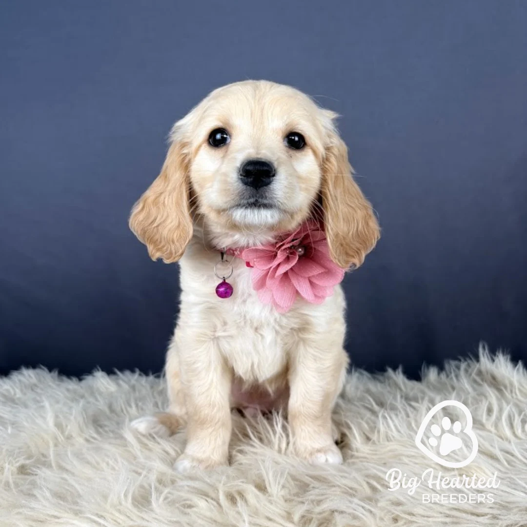 Wendy Mini Golden Retriever puppy Wendy wearing pink collar
