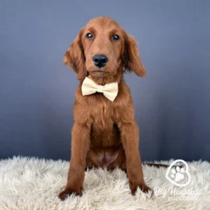 Zion, Mini Golden Retriever Puppy wearing yellow collar