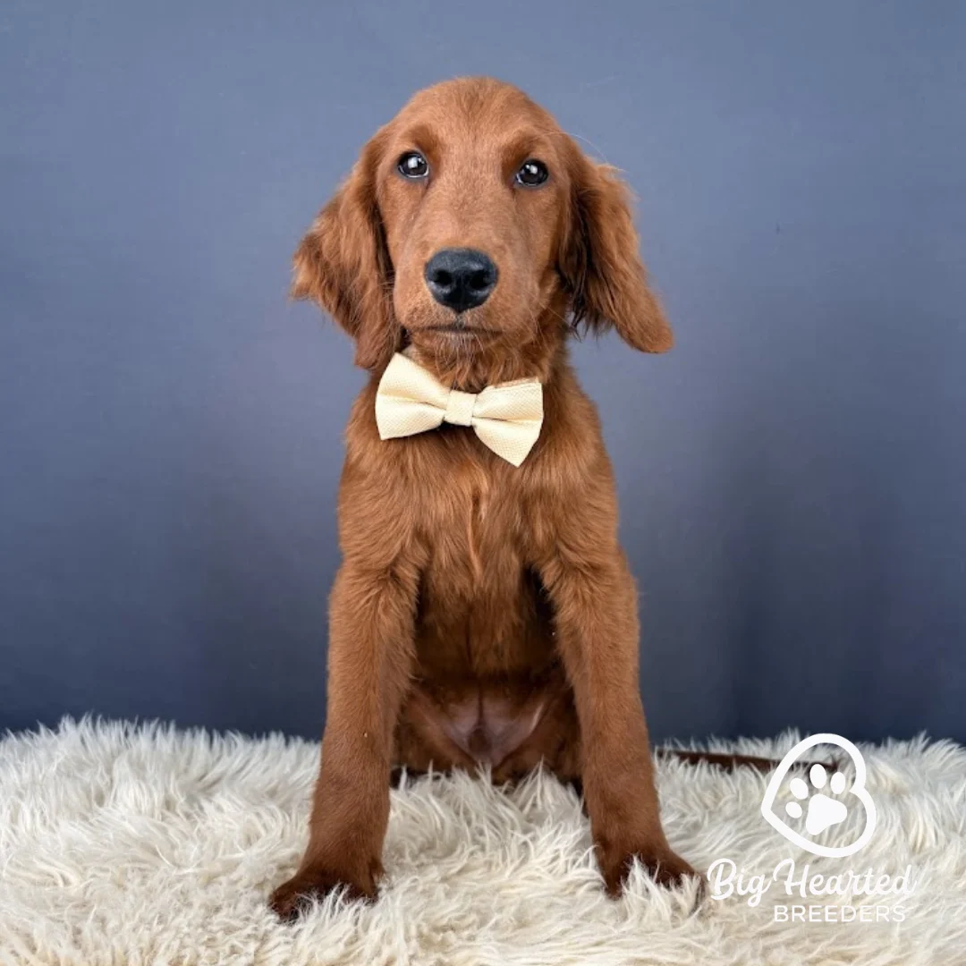 Zion, Mini Golden Retriever Puppy wearing yellow collar