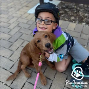 Young child in roller skates hugging a mini Golden Retriever puppy