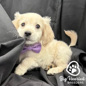 Mini Golden puppy biting on a car seat cover
