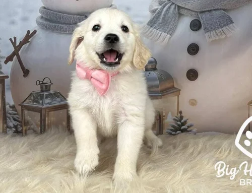 Bite Inhibition in Puppies: What Every Owner Should Know