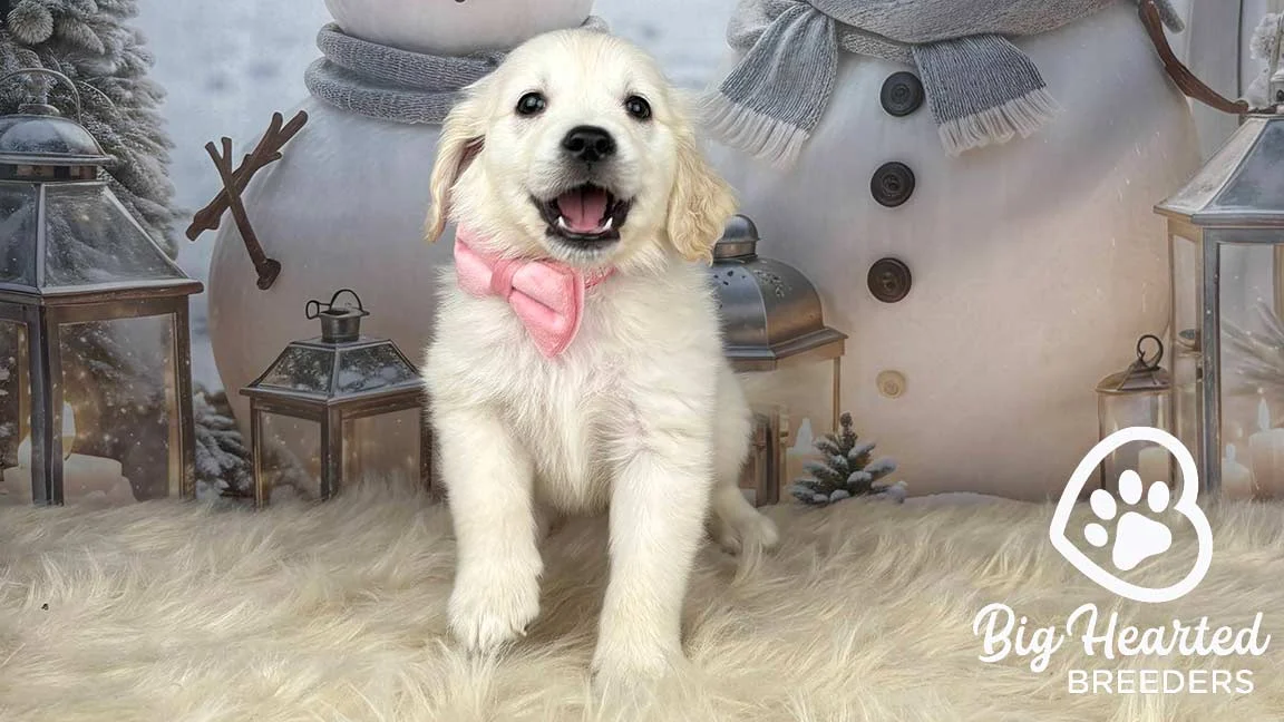 Mini Golden puppy with a pink bowtie