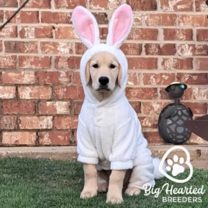 Adult mini golden wearing a bunny costume