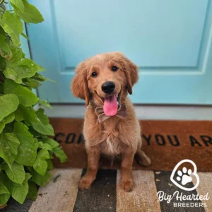 Mini golden retriever puppy standing in front of a blue front door.