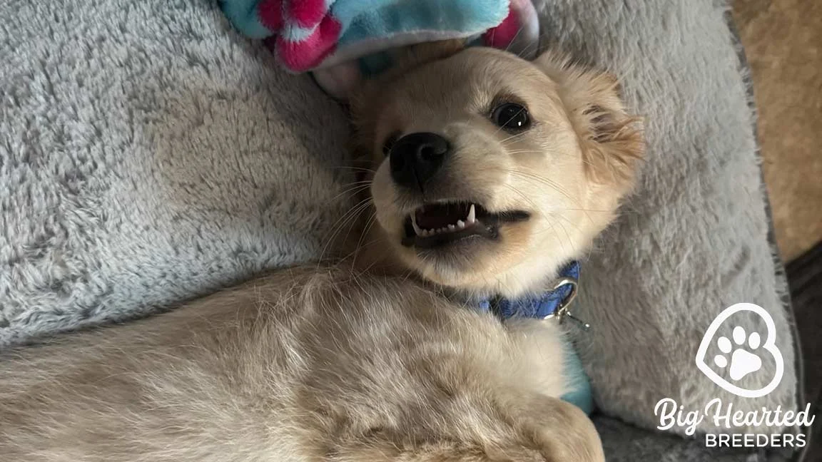 Puppy lying on dog bed, whose owner is wondering "Can dogs feel jealousy?"