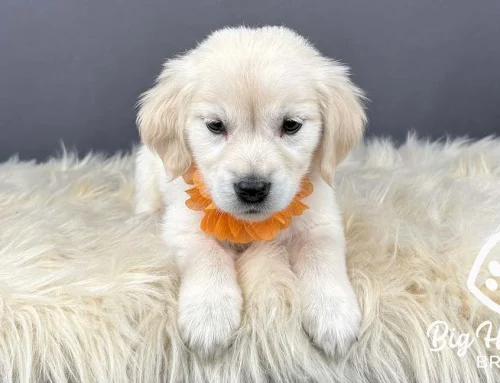 Can Dogs Feel Jealousy? What Research Actually Says