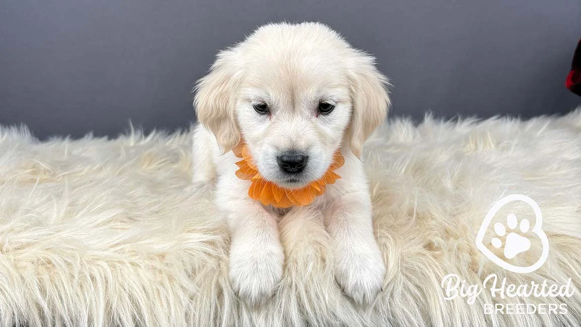 Mini golden Retriever puppy with an orange collar