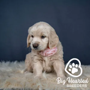Mini golden Retriever puppy with great dog gut health at Big Hearted Breeders.