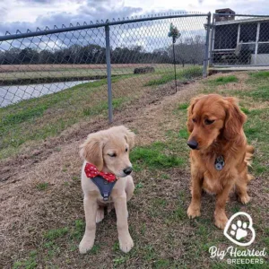 Two puppies standing next to each other outside