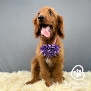 Mini Golden retrievr puppy with his tongue out, wearing a purple bow