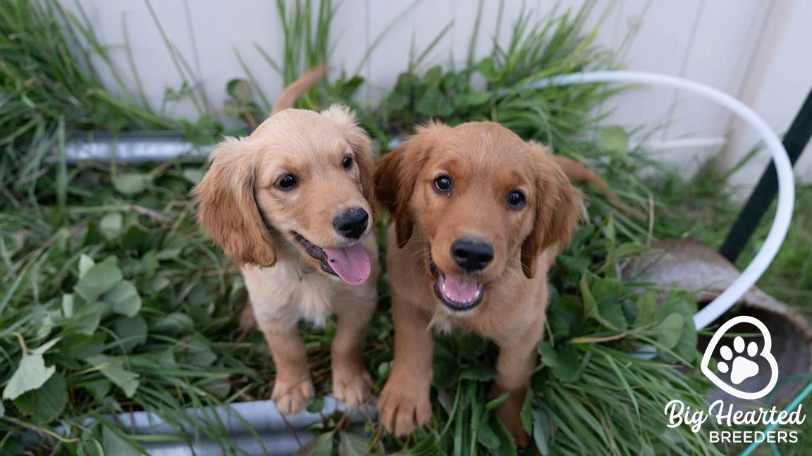 Two mini Golden puppies next to each other outside, with their tongue out and a playful look