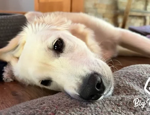 Dog Gut Health: How Diet Shapes Behavior and Energy
