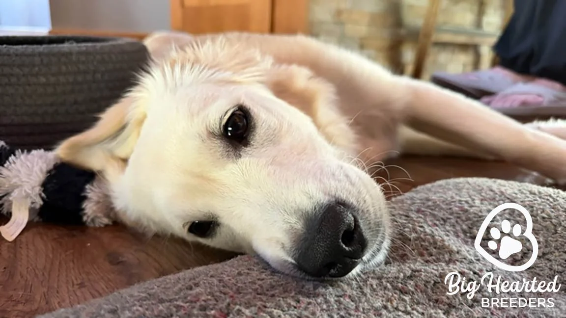 Mini Golden Retriever puppy with good dog gut health waking up from a nap