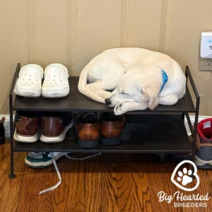 Adult dog sleeping curled up on top of a shoe rack.