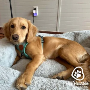 Mini Golden resting in his dog bed