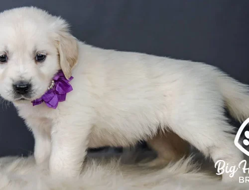 How to Reduce Dog Odors in Your Home Naturally
