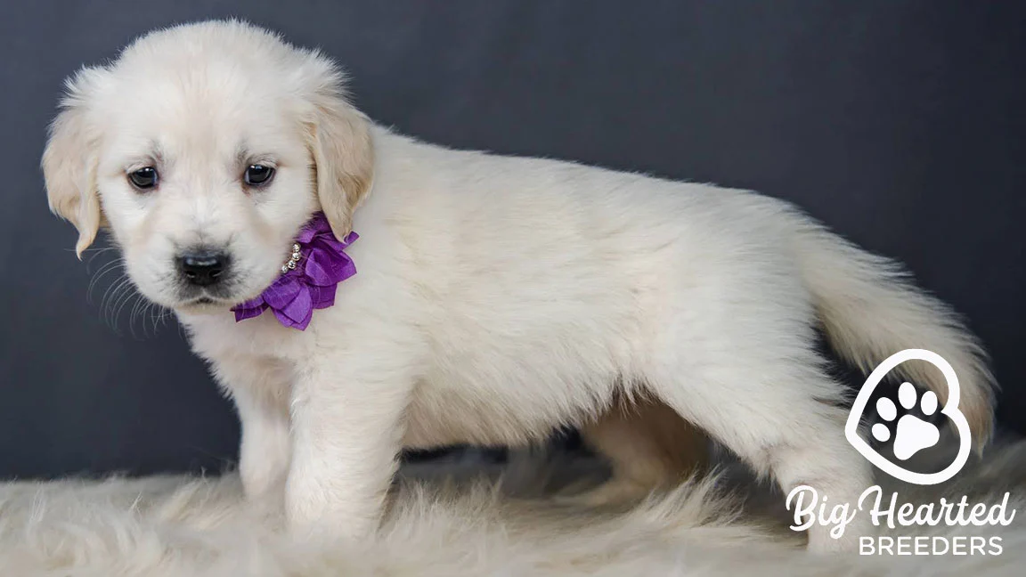 White mini Golden standing up, wearing a purple flower bow