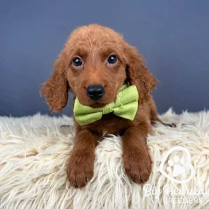 Mini Golden puppy with a green bowtie