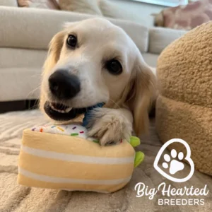 Puppy playing with a new toy