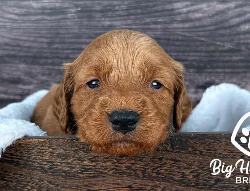 Building a Dog First Aid Kit: What Every Owner Needs
