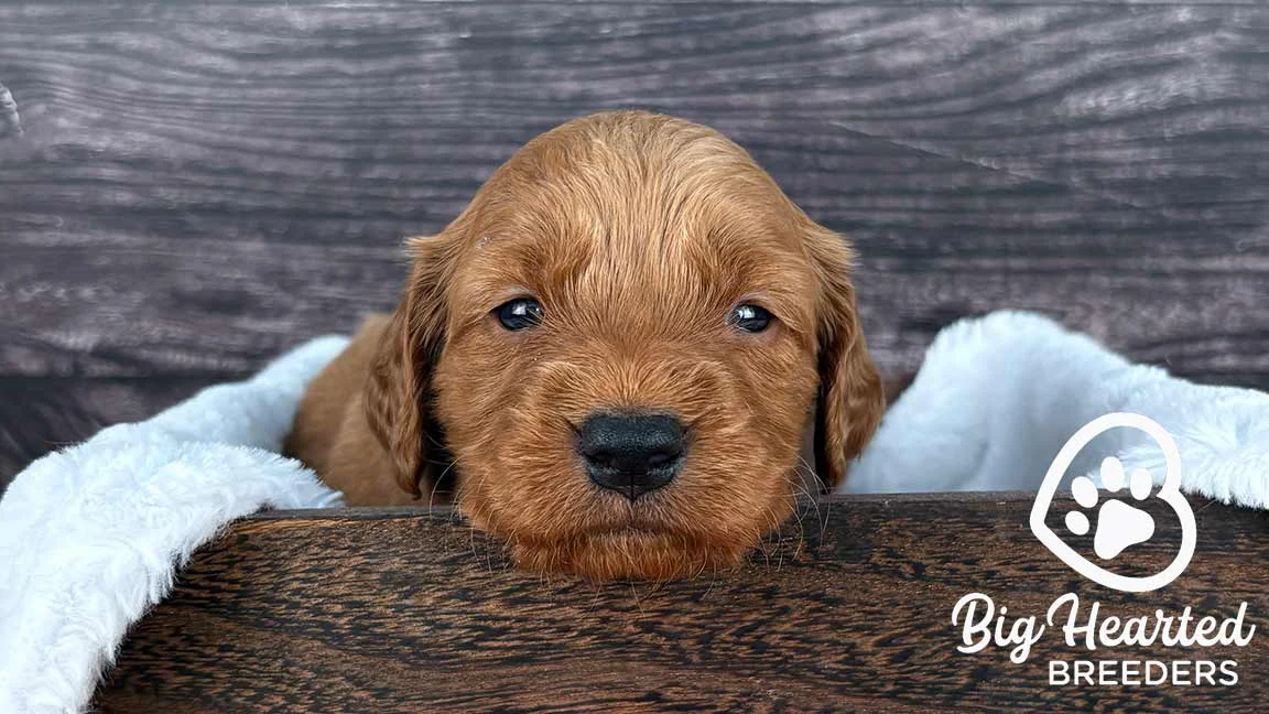 Mini Golden Retriever puppy resting his head on a brown basket