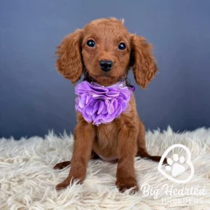 Brown mini Golden sitting on a white carpet
