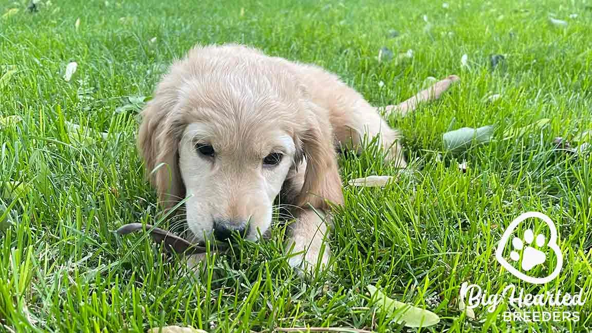 Mini Golden Retriever learning dog park etiquette and playing in the grass
