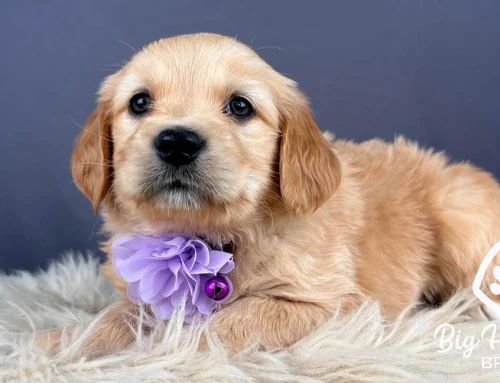 Dog Park Etiquette: Rules Every Owner Should Know