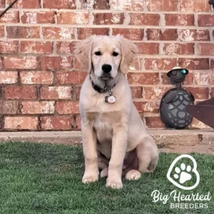 Adult dog in perfect health because owner watched out for puppy breeder red flags