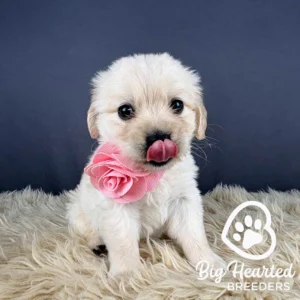White mini Golden with a pink bow