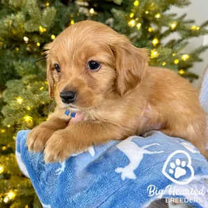 Mini Golden puppy given as a gift, after a lot of reserach about puppy breeder red flags
