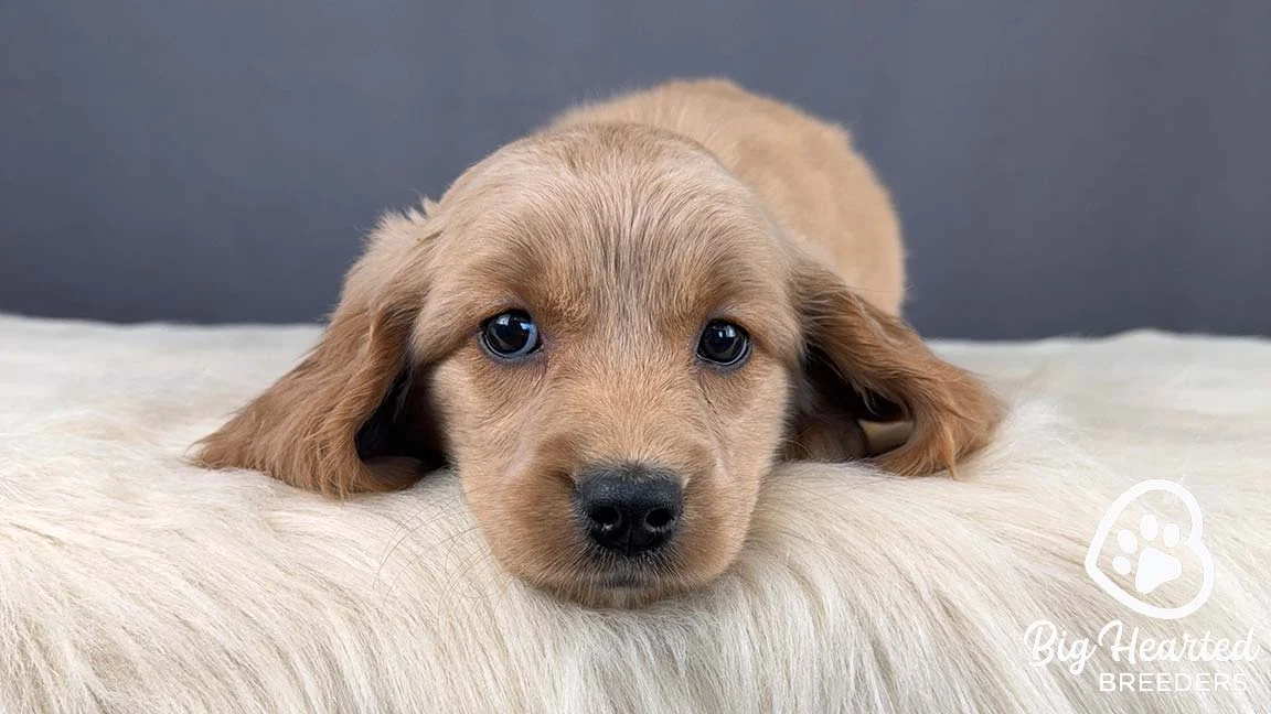 Puppy with a cream coat lying down on a bed