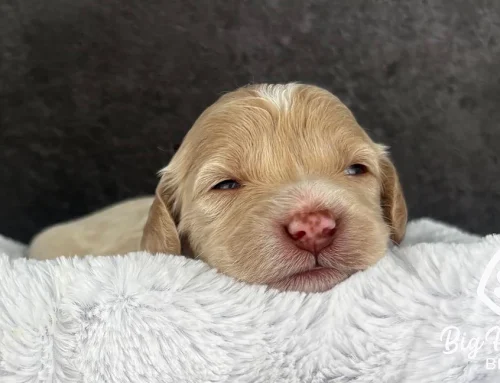 Puppy Breeder Red Flags: What to Watch For