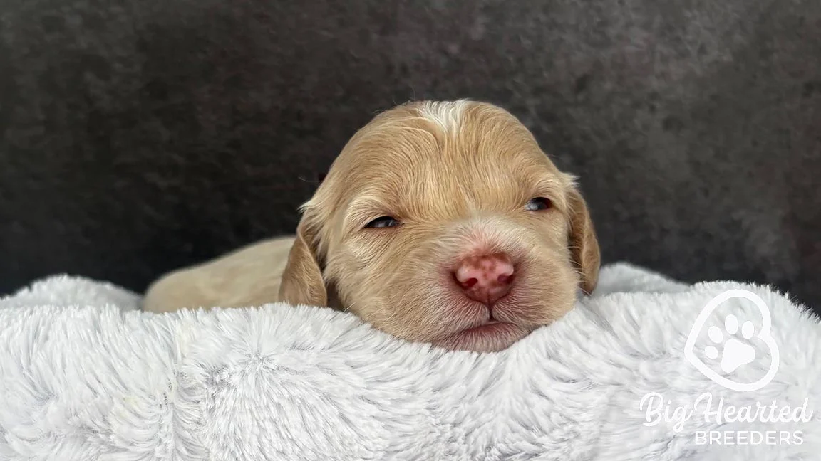 Puppy in a dog bed with his nose peaking out