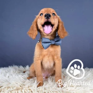 Mini Golden Retriever sitting with his tongue out