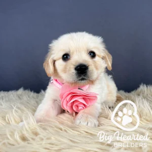 Puppy wearing a pink flower collar