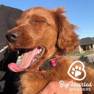 Mini Golden Retriver with a brown coat, looking happy, with his tongue out