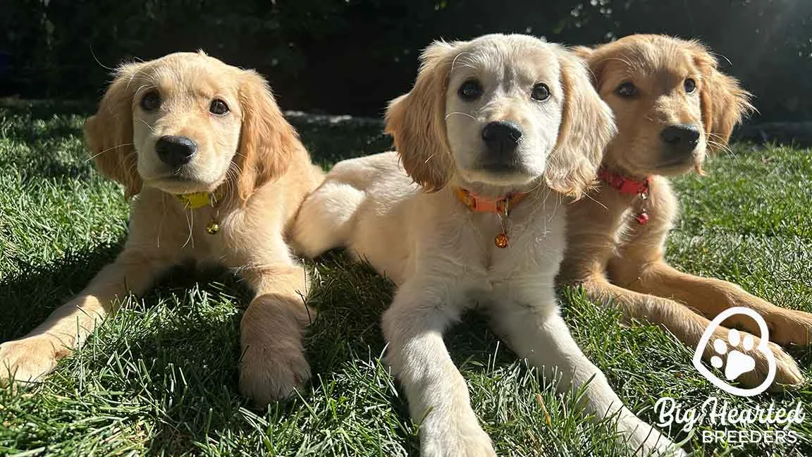 Emotional support dog vs service dog, three puppies in training lying next to each other