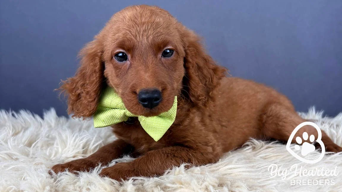 Emotional support dog wearing a bright green bowtie