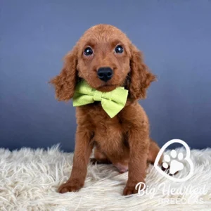 Brown mini Golden puppy sitting down, wearing a yellow bowtie