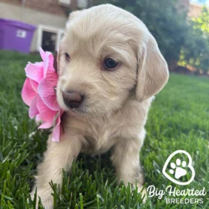 White puppy with a pink flower on his neck
