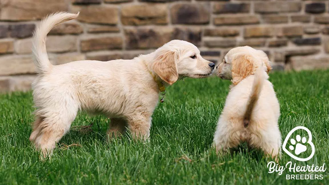 Two dogs playing in the grass, touching noses