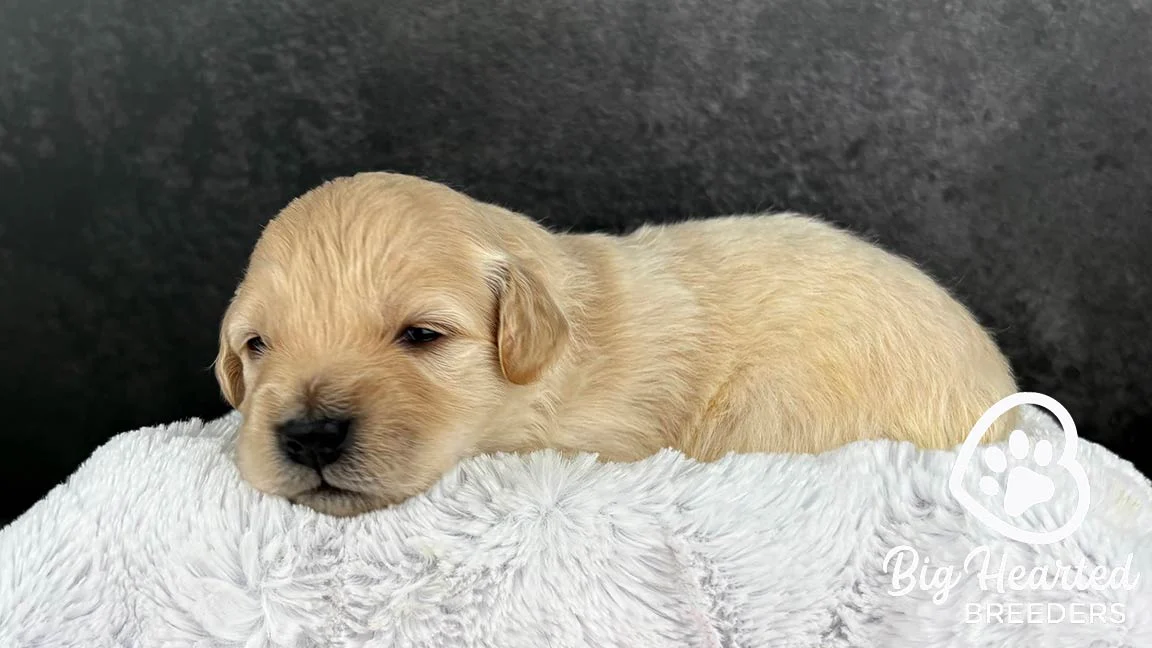 Mini Golden puppy on a white blanket